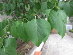 Syringa reticulata