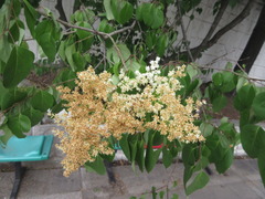 Syringa reticulata
