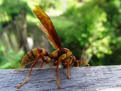 Polistes carnifex carnifex