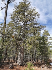 Juniperus deppeana robusta
