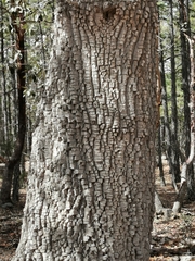 Juniperus deppeana robusta