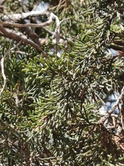 Juniperus deppeana robusta