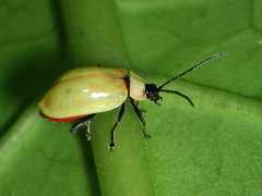 Asphaera pallida