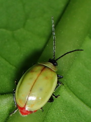 Asphaera pallida