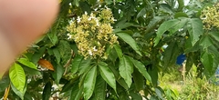Vitex negundo