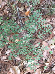 Adiantum andicola