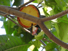Tabernaemontana tomentosa