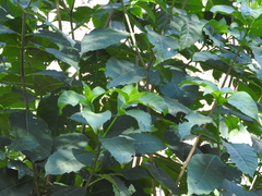 Tabernaemontana tomentosa