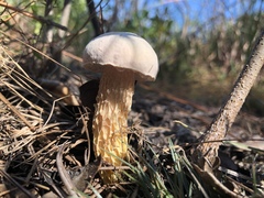 Austroboletus subflavidus image