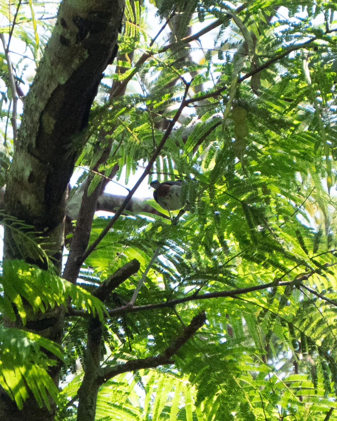 Chestnut-vented Conebill (Conirostrum speciosum), photo 4