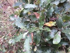 Quercus crispipilis