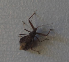 Acholla multispinosa