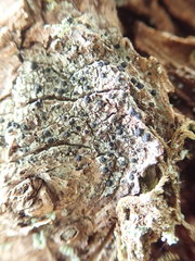 Tetramelas triphragmioides