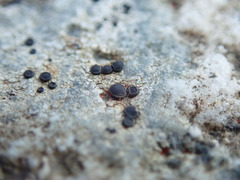 Lecideales