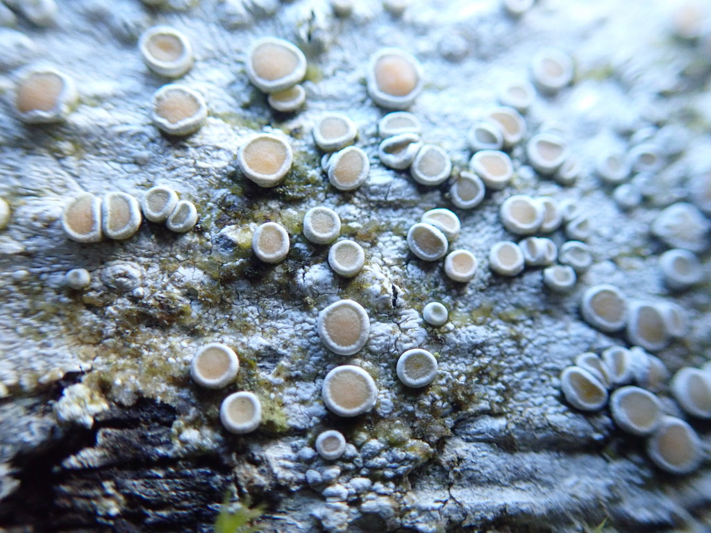 Smooth Saucer Lichen