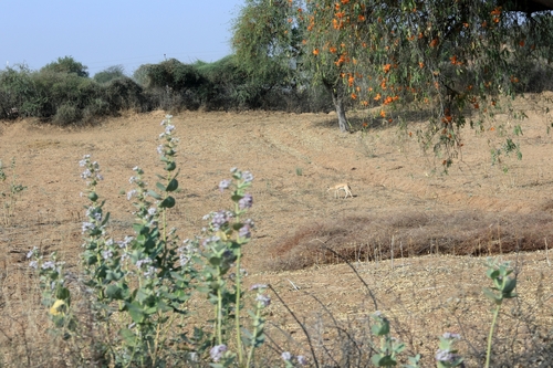 Indian Gazelle