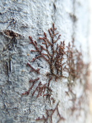 Frullania bolanderi