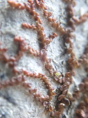 Frullania bolanderi