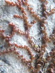 Frullania bolanderi