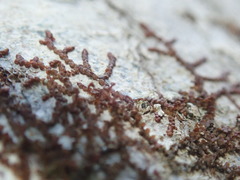 Frullania bolanderi
