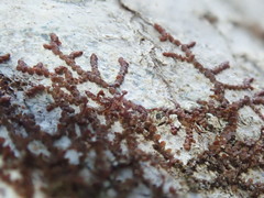 Frullania bolanderi