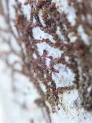 Frullania bolanderi
