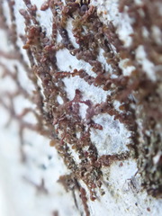 Frullania bolanderi