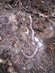 Blanus strauchi bedriagae