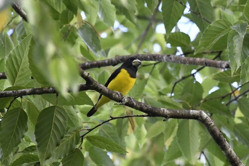 Spot-winged Grosbeak (Mycerobas melanozanthos), photo 10