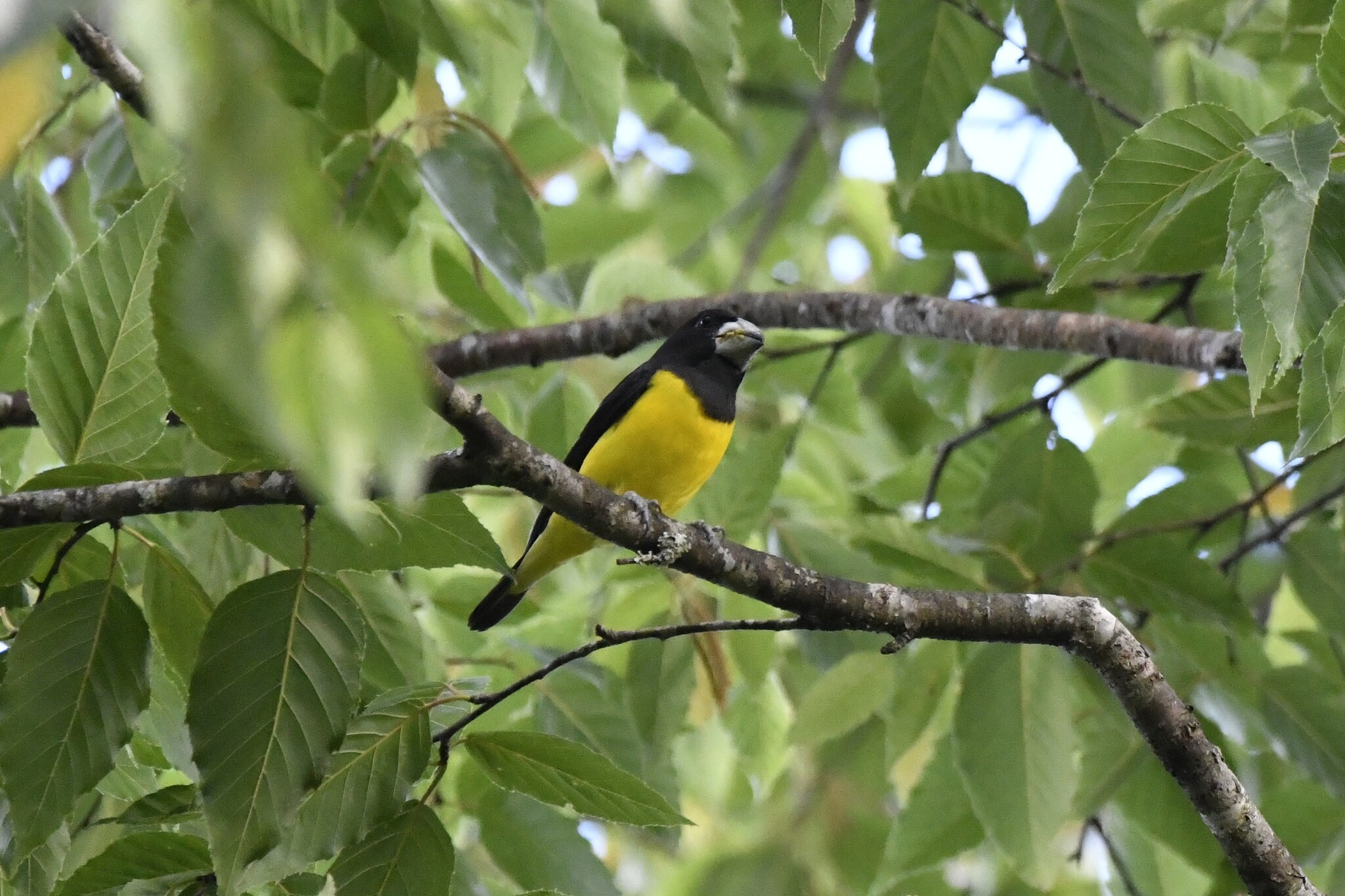 Spot-winged Grosbeak (Mycerobas melanozanthos), photo 10
