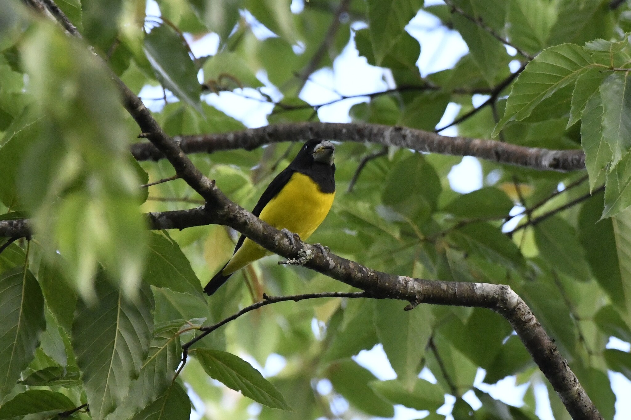 Spot-winged Grosbeak (Mycerobas melanozanthos), photo 1