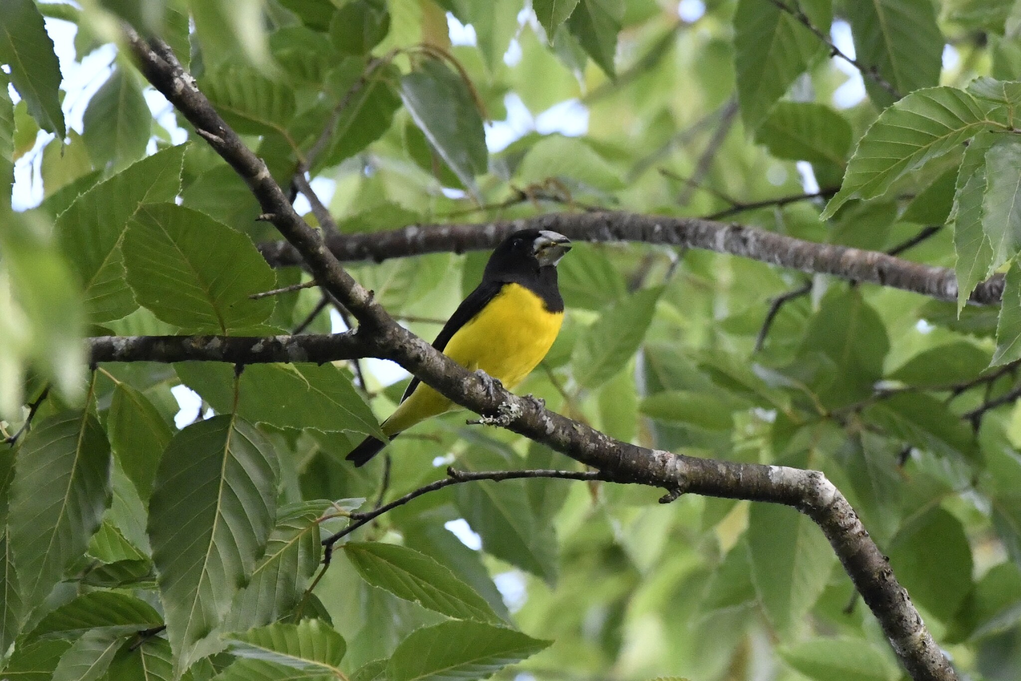 Spot-winged Grosbeak (Mycerobas melanozanthos), photo 2