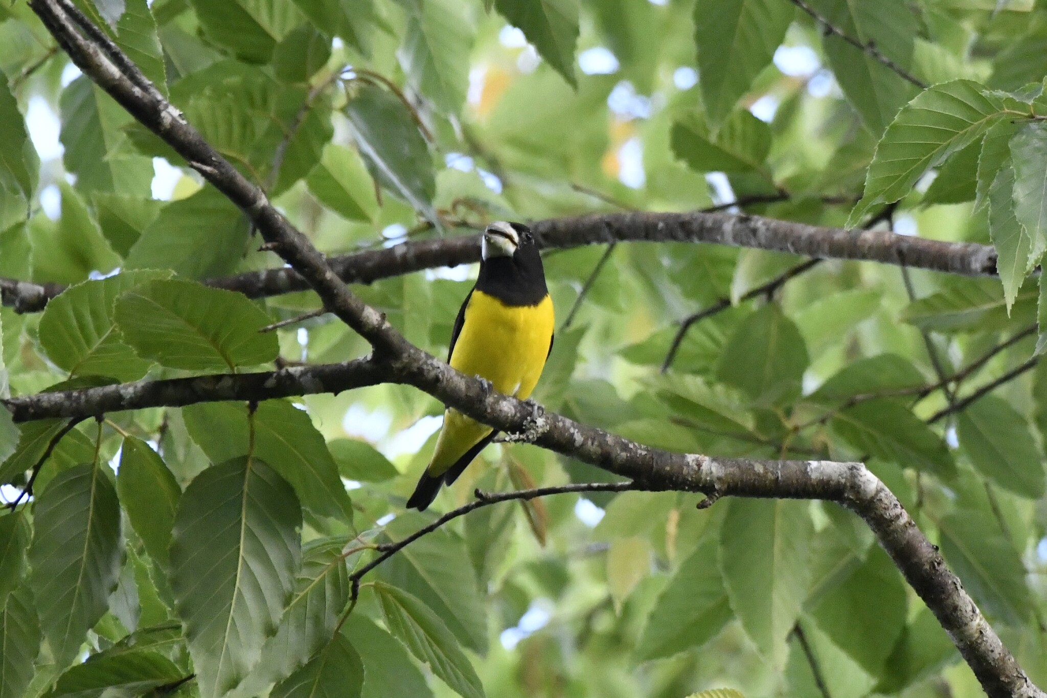 Spot-winged Grosbeak (Mycerobas melanozanthos), photo 6