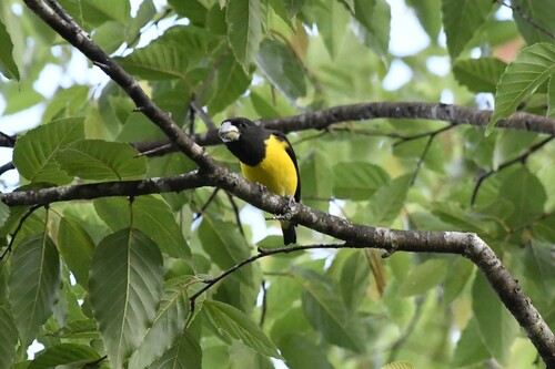 Spot-winged Grosbeak (Mycerobas melanozanthos), photo 7