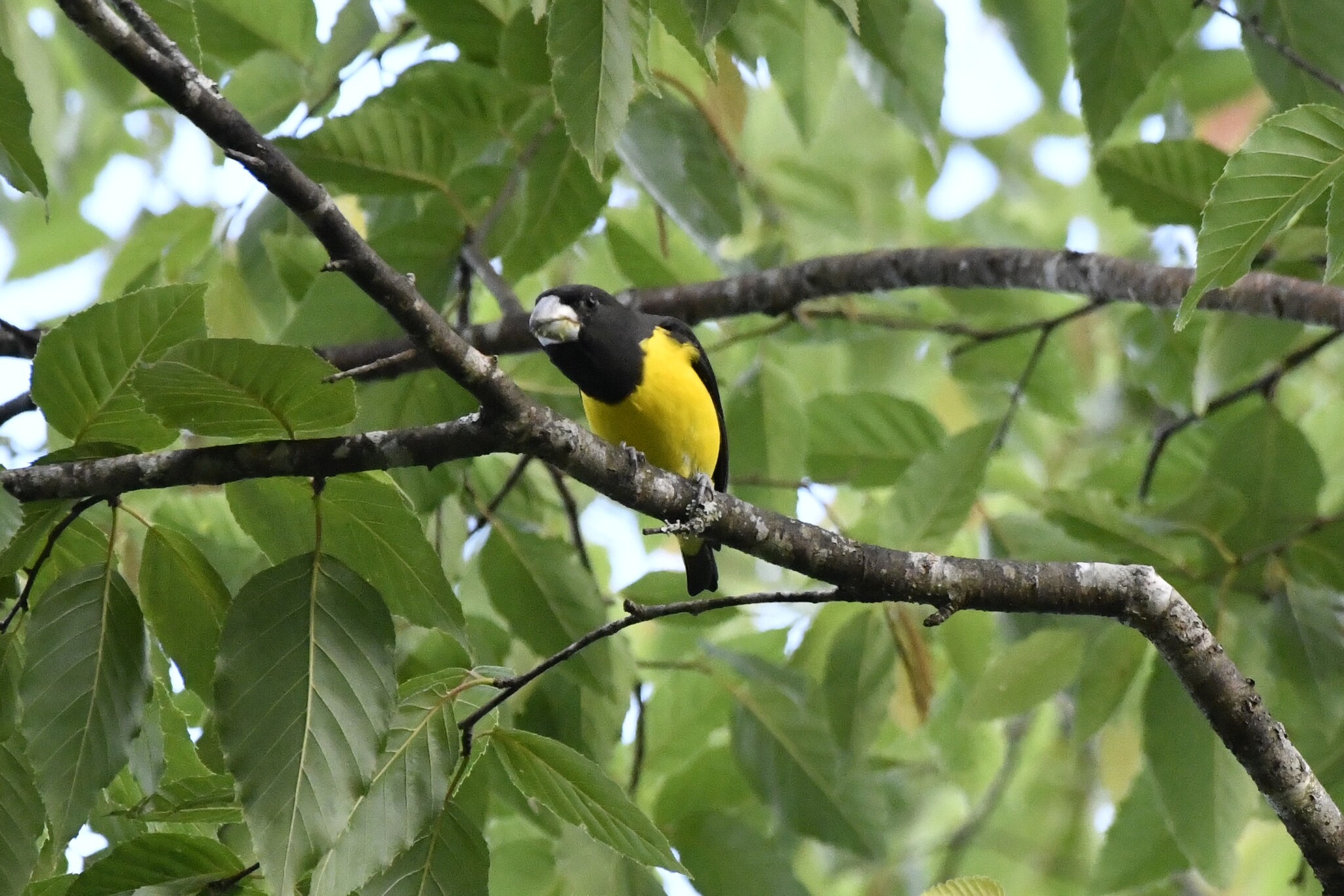 Spot-winged Grosbeak (Mycerobas melanozanthos), photo 7