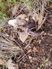 Blanus strauchi bedriagae