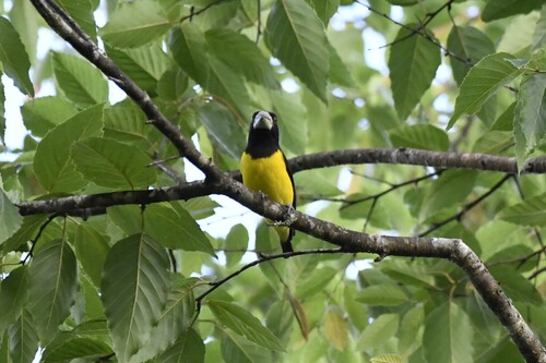 Spot-winged Grosbeak (Mycerobas melanozanthos), photo 9