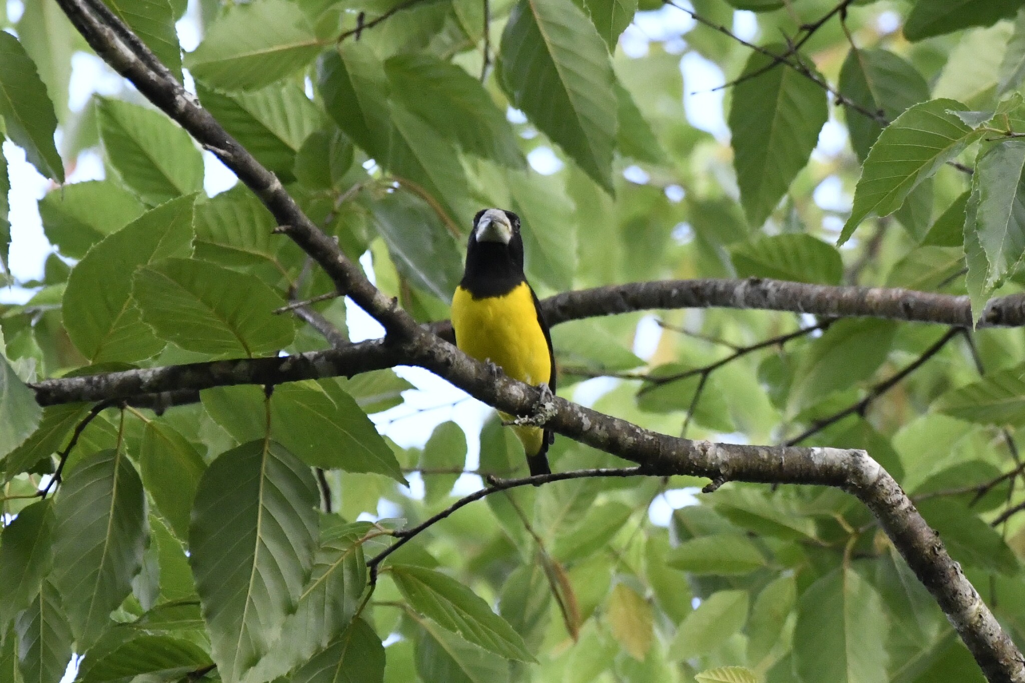 Spot-winged Grosbeak (Mycerobas melanozanthos), photo 9