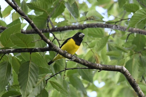 Spot-winged Grosbeak (Mycerobas melanozanthos), photo 8
