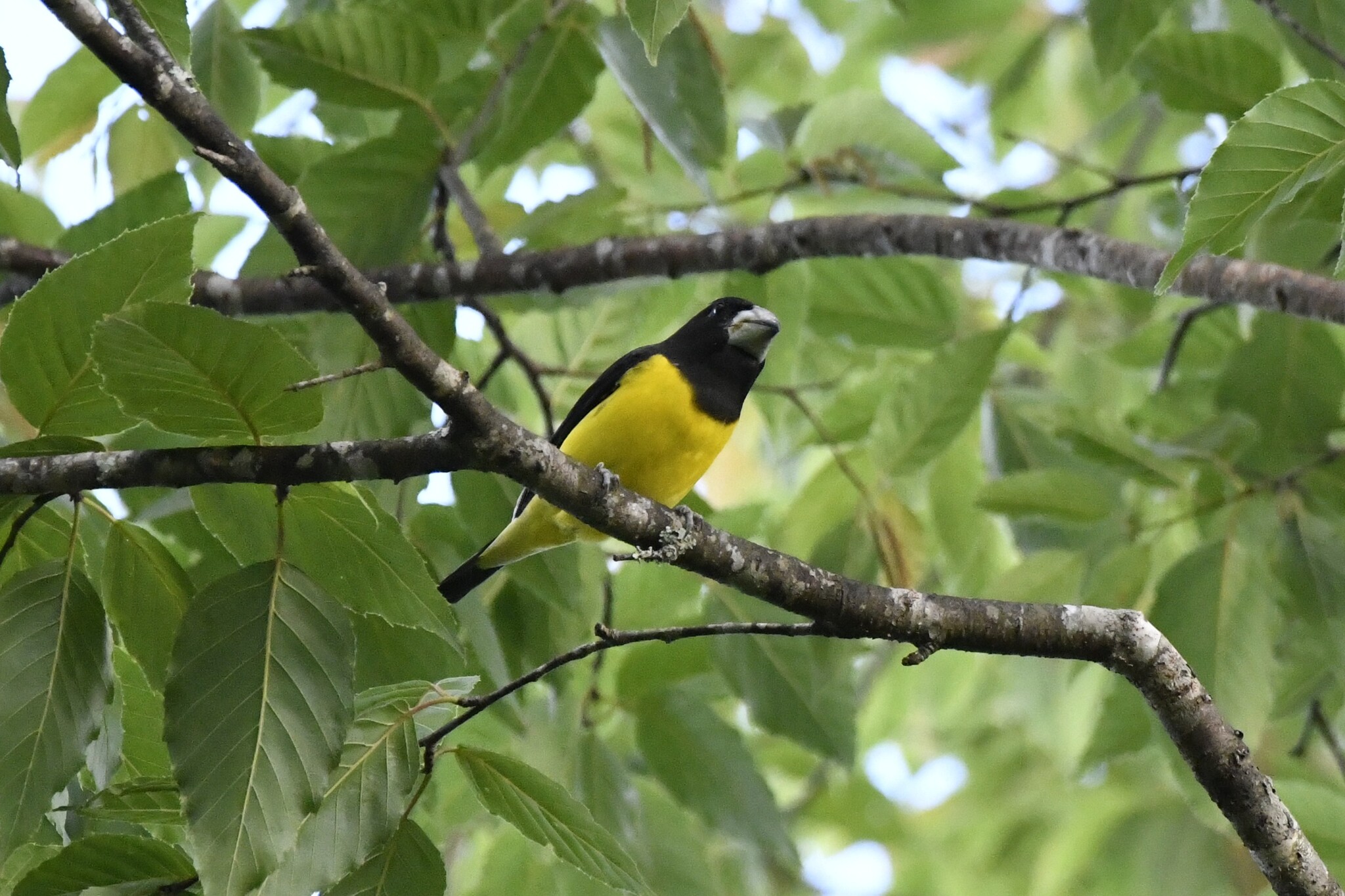 Spot-winged Grosbeak (Mycerobas melanozanthos), photo 8