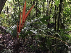 Geonoma macrostachys