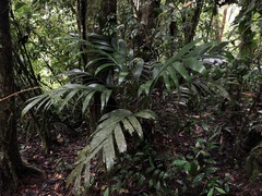 Geonoma macrostachys