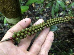 Geonoma macrostachys