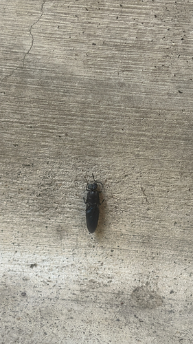 Unknown species found near Central Campus Dr, San Antonio, TX, US
