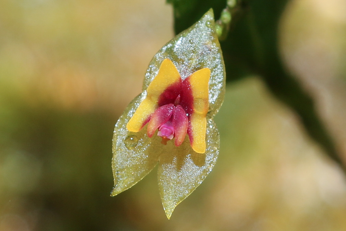 Lepanthes woodburyana