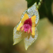 Woodbury's Babyboot Orchid - Photo (c) Logan Crees, some rights reserved (CC BY-NC), uploaded by Logan Crees