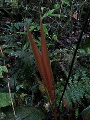 Geonoma macrostachys