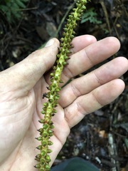 Geonoma macrostachys