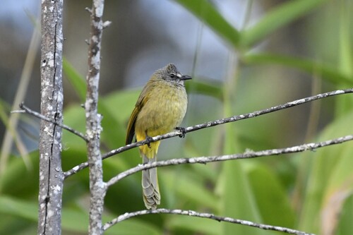 Flavescent Bulbul (Pycnonotus flavescens), photo 3