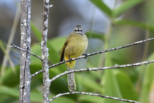 Flavescent Bulbul (Pycnonotus flavescens), photo 4
